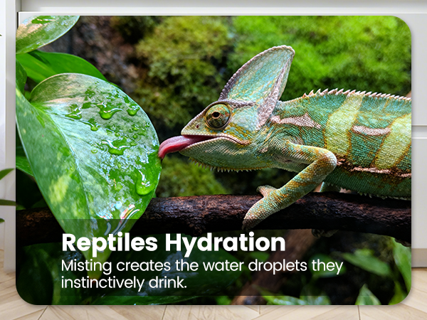 Reptile Mister