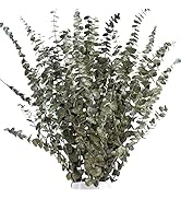 Ruidazon 16 Pcs Dried Eucalyptus Stems, 18" Natural Preserved Fresh Eucalyptus Branches Bundle Re...