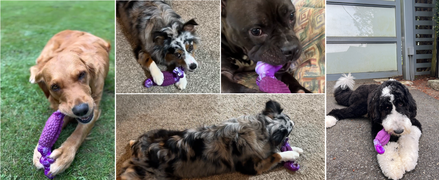 dog chew toys