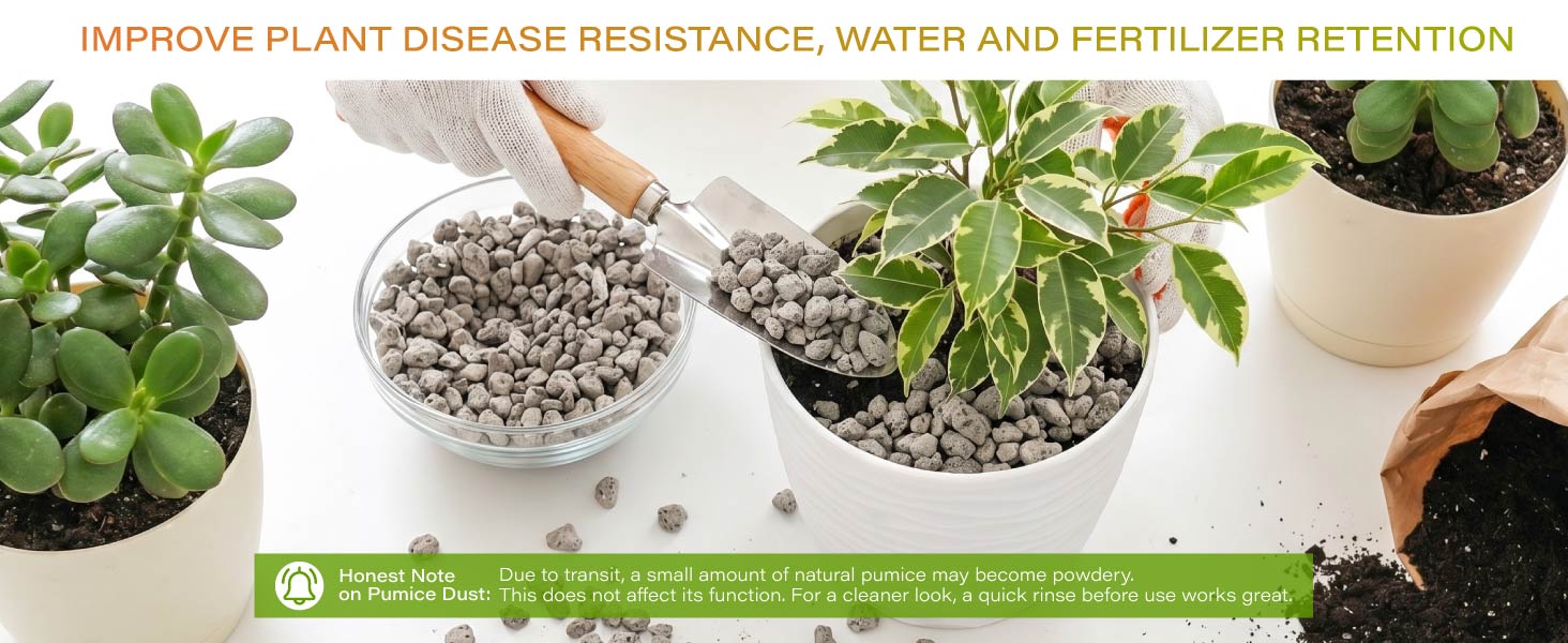 pumice for plant