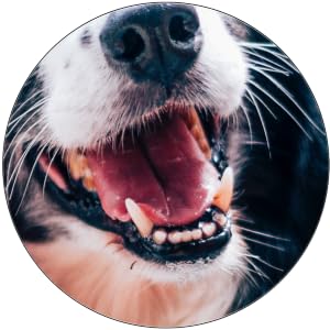 soft dog toothbrush