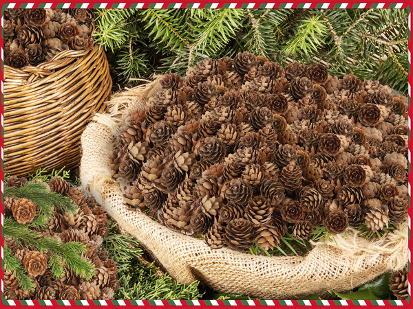 pinecones