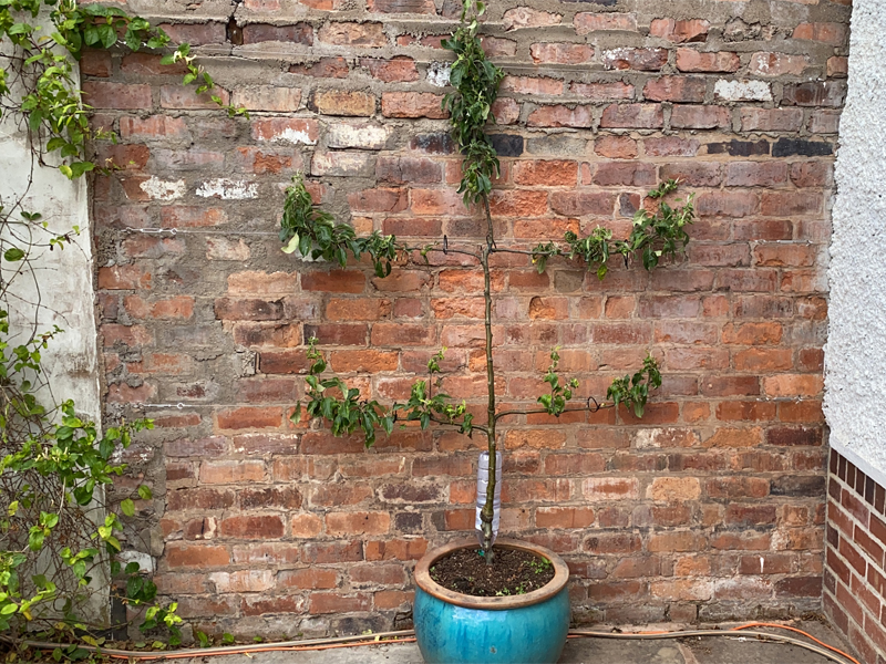 garden wire for climbing plants