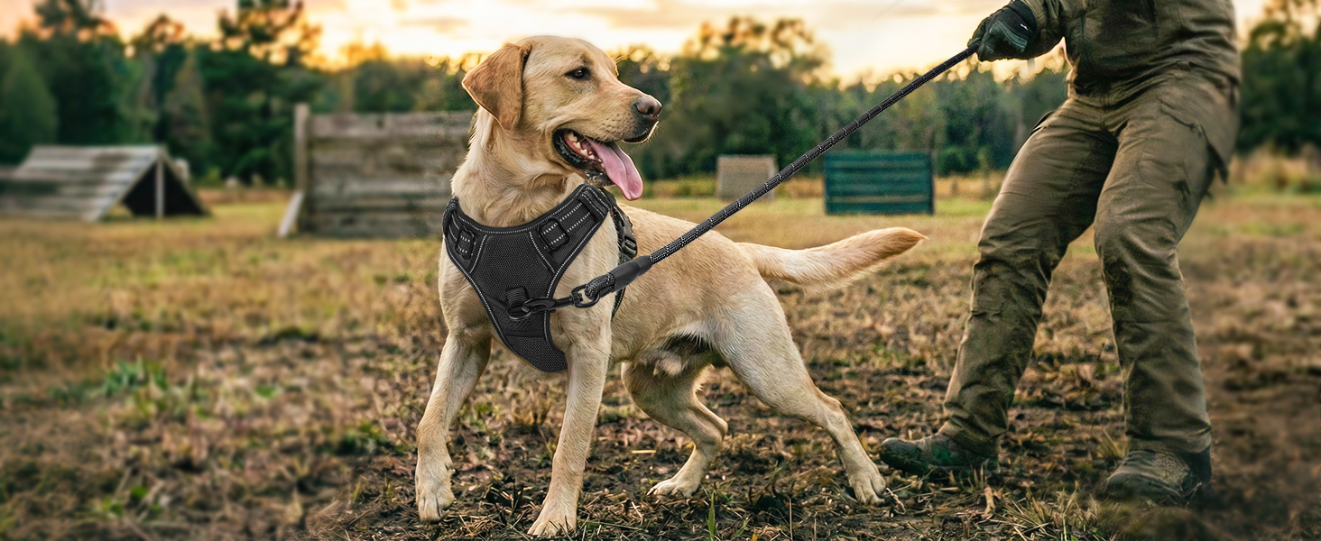 dog harness