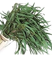17'' Real Dried Seeded Eucalyptus Stems for Shower, Preserved Natural Eucalyptus Leaves with Seed...