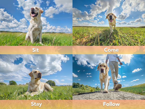 dog training collar with remote