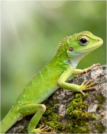 https://m.media-amazon.com/images/S/aplus-media-library-service-media/84c2e29a-15a8-4ca8-934a-160729e42076.__CR0,0,362,453_PT0_SX362_V1___.jpg