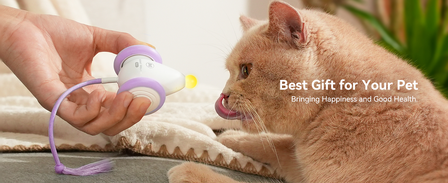 interactive cat toy