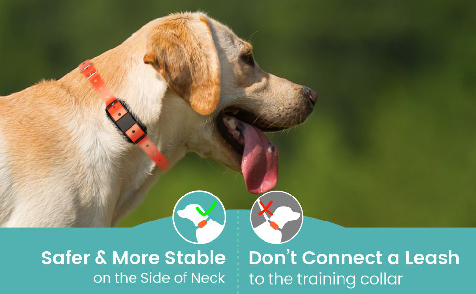 dog training collar with remote