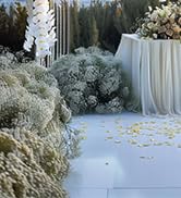 babys breath