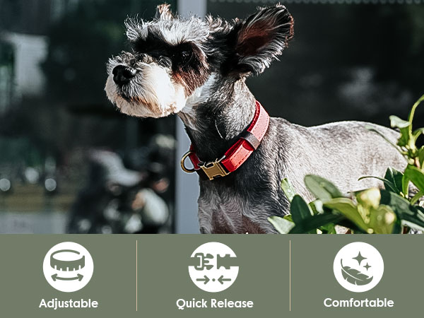 CP511 leather dog collar