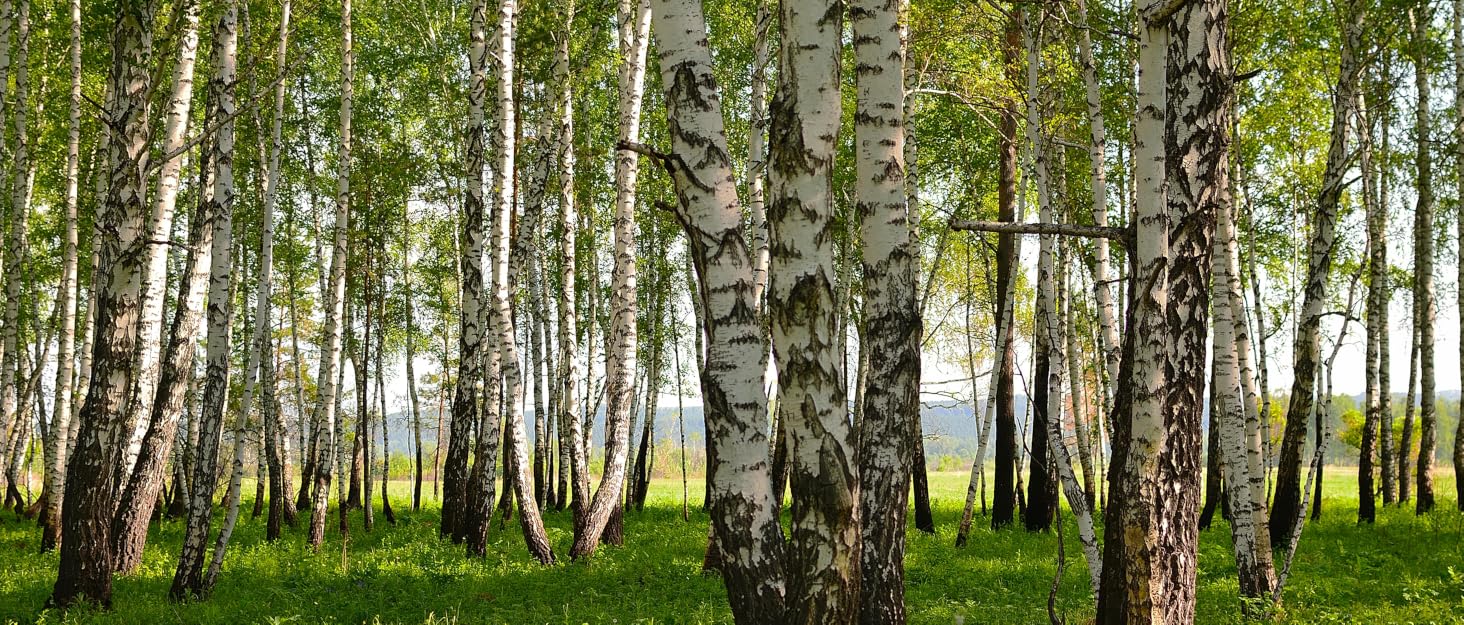 Birch-main-story