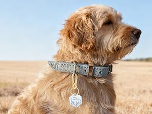 dog tag clip