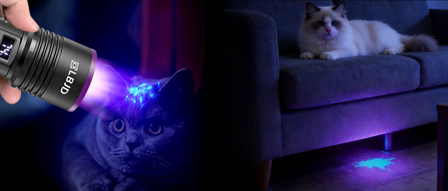 ringworm in cats