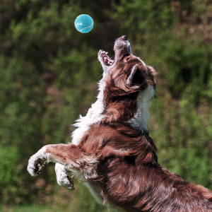 A dog sniff and hunts for food in its Outward Hound Fun Feeder Slo Bowl.