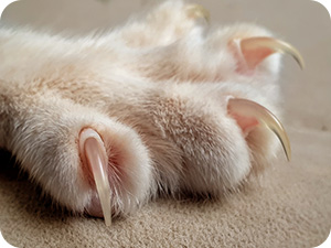 paw trimmer for dog