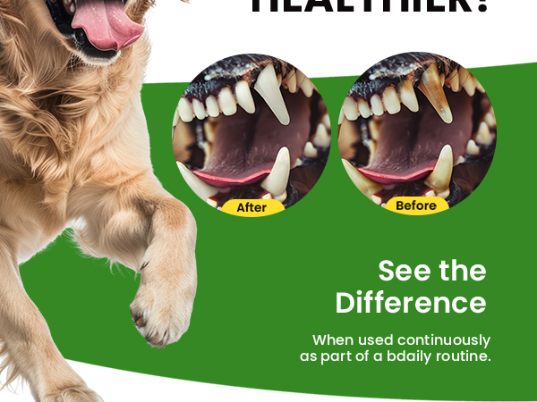 dog teeth cleaning