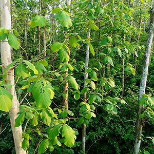 faay teak tree wooden