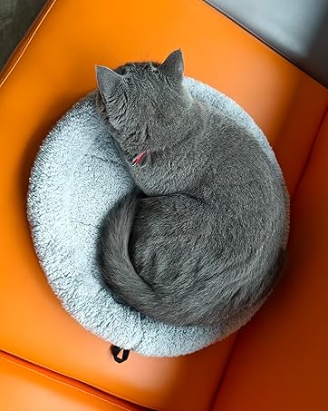 cat bed