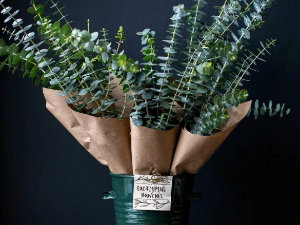 eucalyptus