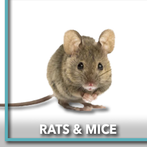 bait stations for rats and mice indoor