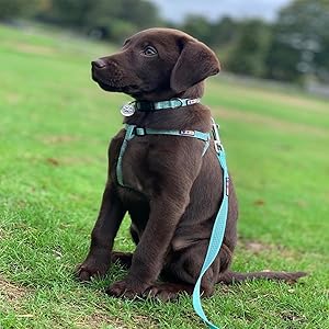 Reflective Dog Harness