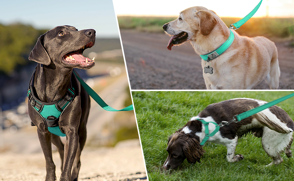 dog leash large dogs-multi