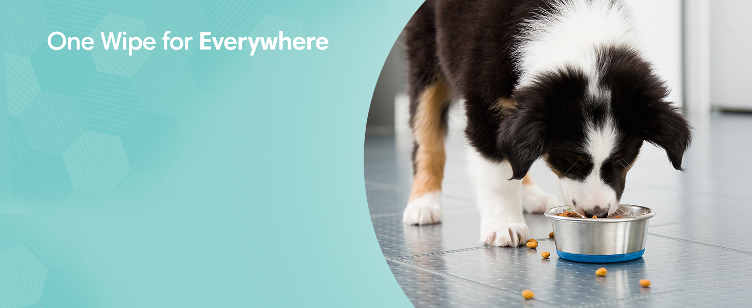 On Hand, for Paws
