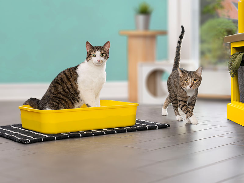 tidy cats free and clean cat in litter box