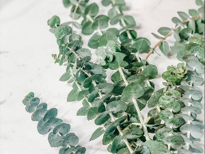 eucalyptus stems