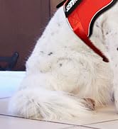 SERVICE DOG HARNESS1