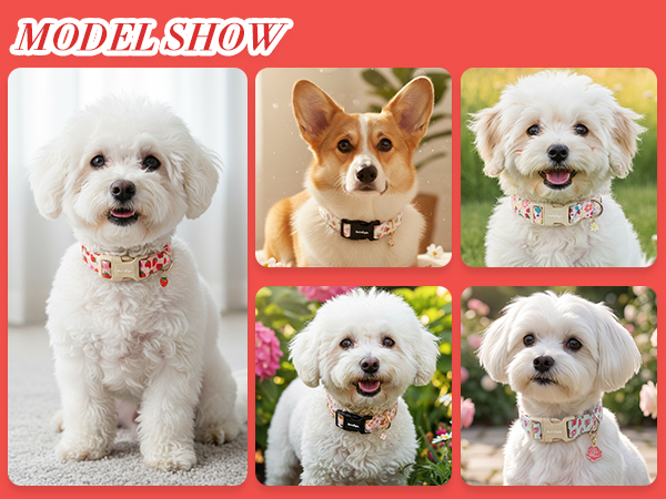 small dog collar