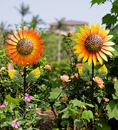Viveta 2Pack Metal Sunflower Wind Spinner Outdoor,Kinetic Decorative Wind Sculpture wtih Sturdy S...