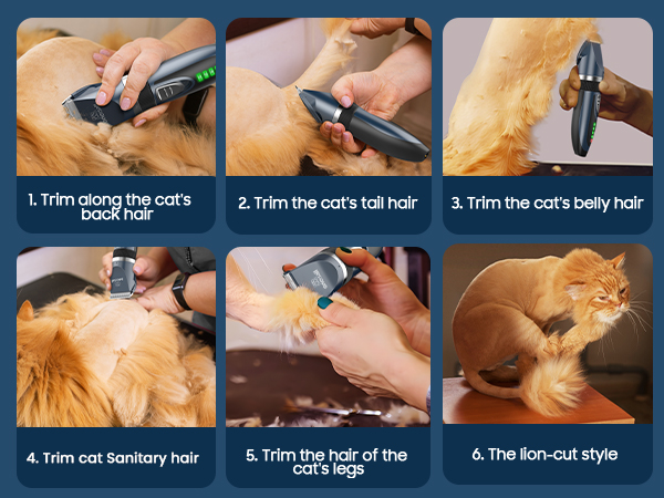 cat grooming