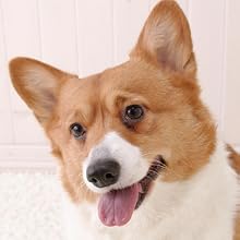 DOG CLEAN