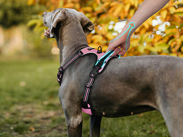 dog harness