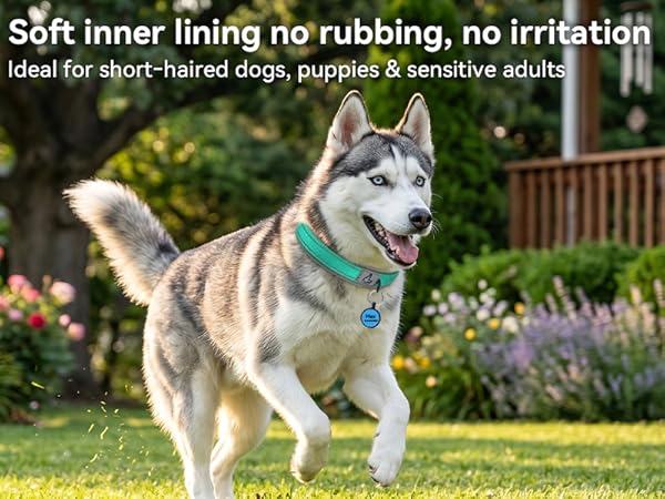 dog collar
