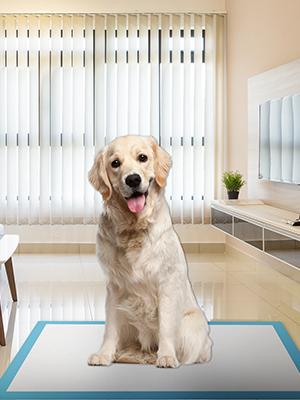 IMMCUTE Dog Pee Pads