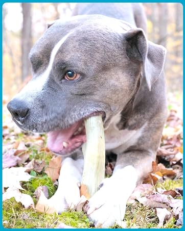 american staffordshire terrier chewing super chewer chew toy