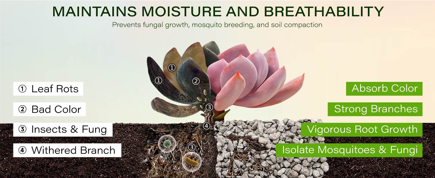 pumice for plant