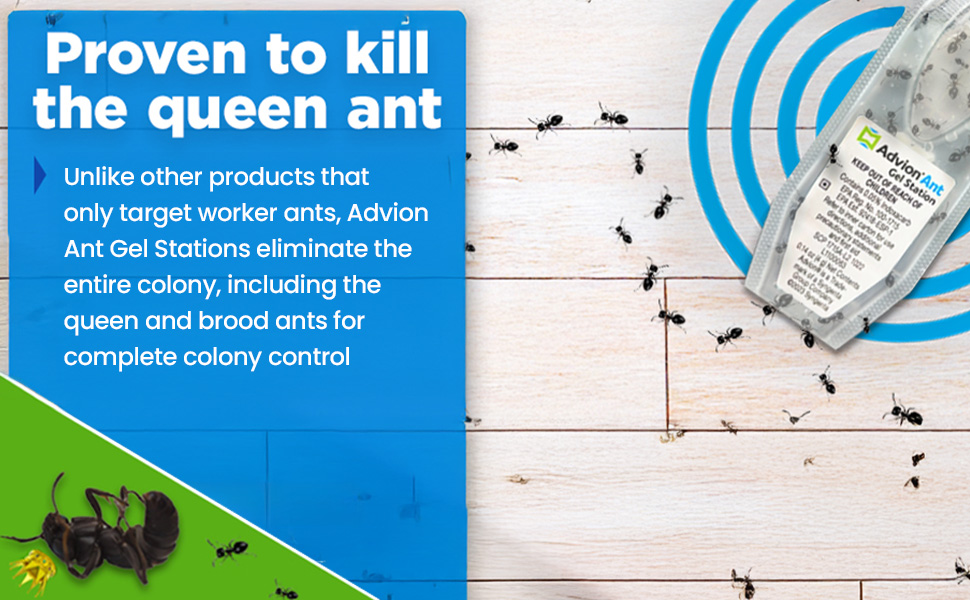 Ant gel