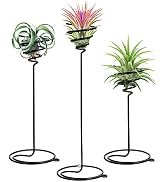 Mipcase 3pcs Flower Stand Air Plants Holders Plant Rack Large Indoor Plant Plant Display Holder H...
