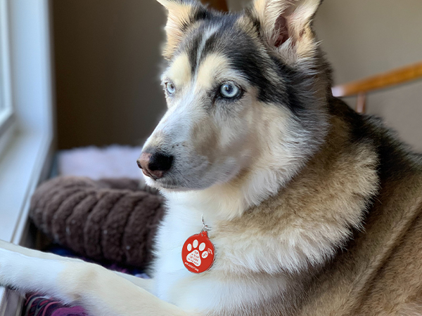 MYLUCKYTAG QR CODE NFC PETID TAGS