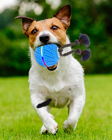 interactive dog ball