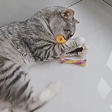 cat toy interactive