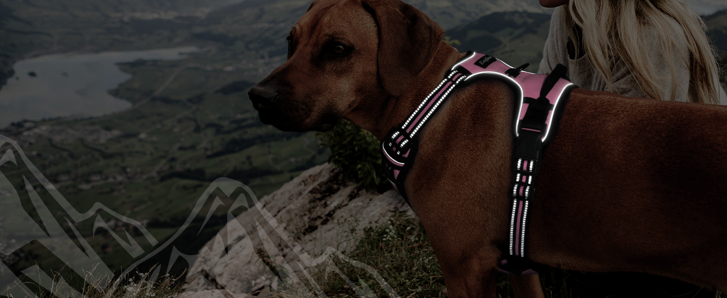 dog harness