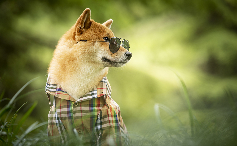 dog collar