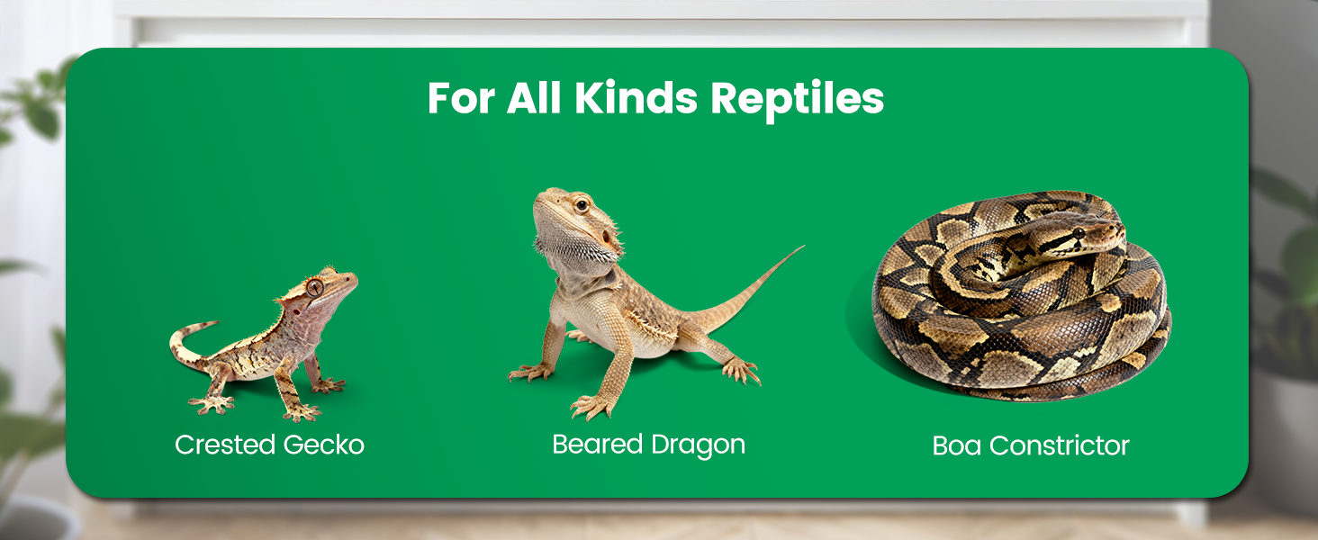 Reptile Mister