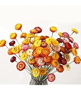 24 Pcs Natural Dried Straw Flowers Daisy, Orange Dried Flowers Arrangements for Vase, Home Office...