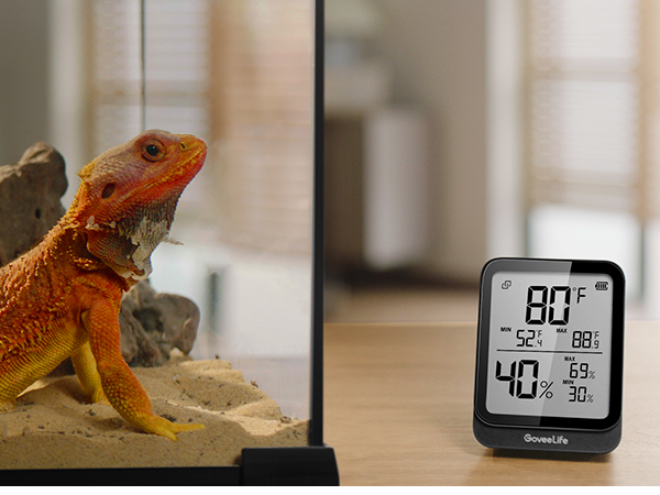 Reptile